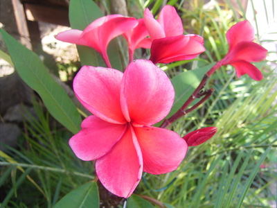 南国の花プルメリア　ハワイではレイの材料としても使われます