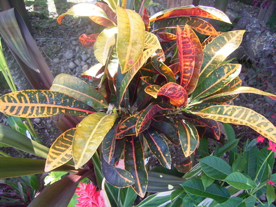 派手な色彩がエキゾチックな観葉植物